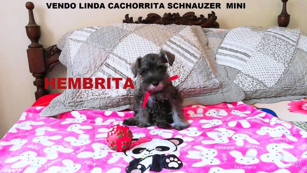 Vendo Preciosa Cachorrita Schnauzer Miniatura (((SAL Y