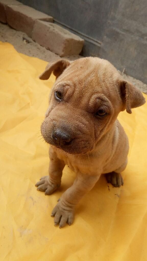 Vendo Sharpei