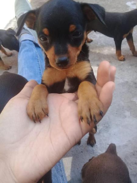 Vendo perros pinscher