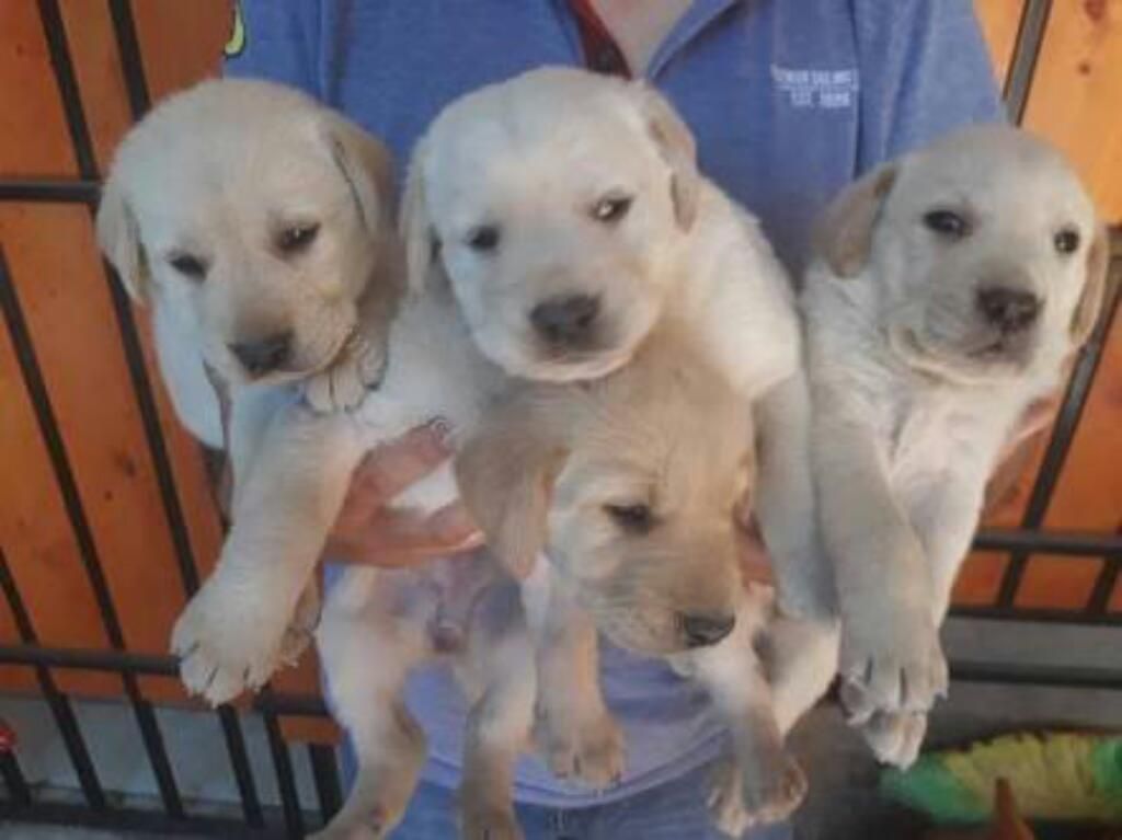 Venta de Cachorros Labradores