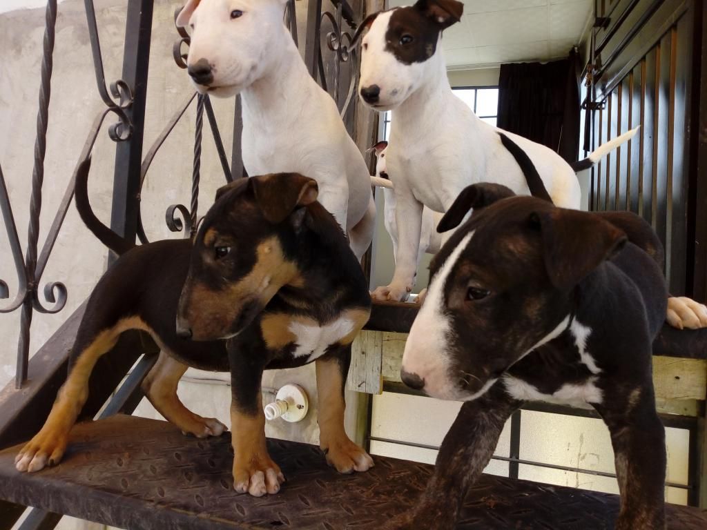 Venta de hermosos cachorros Bull Terrier