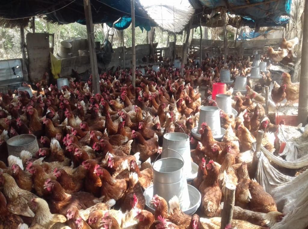 Ventas de gallinas ponedoras ROJAS EN CHINCHA A S/ 