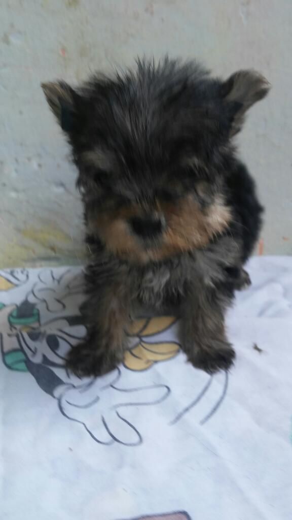 Yorkshire Terrier