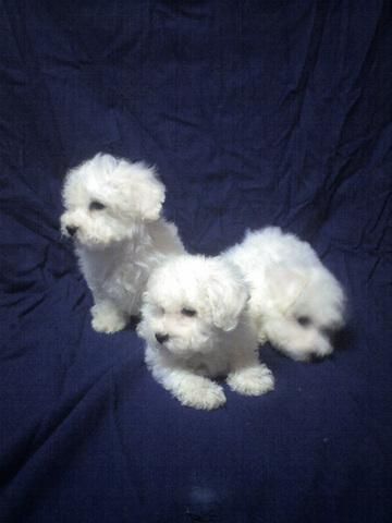 bichon frise