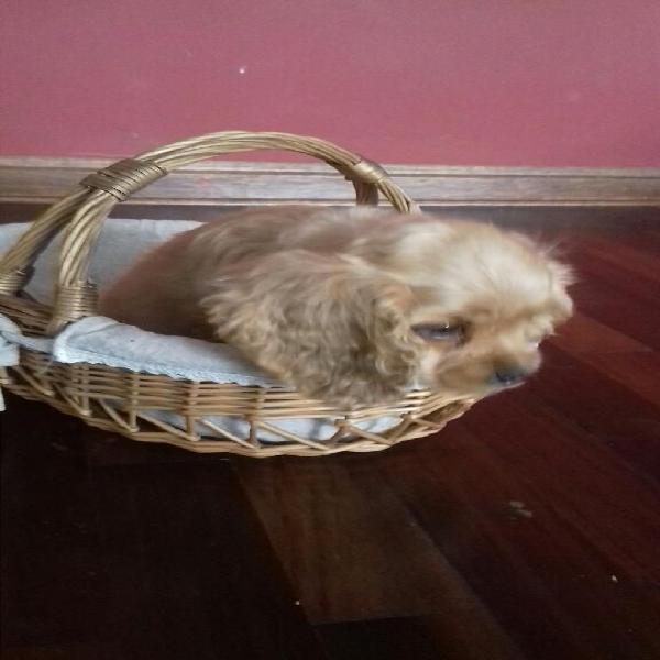 Lindo Cachorrito Cocker