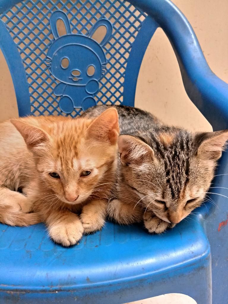 Adopcion de 3 Gatitos