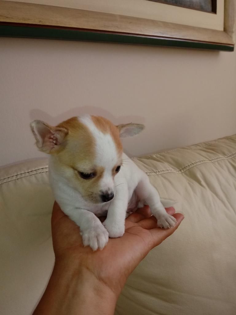 Adorable Chihuahua Cabeza de Manzana