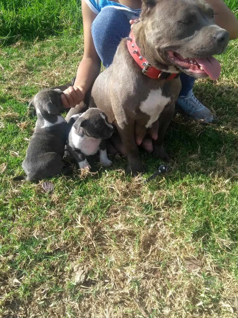 American Bully