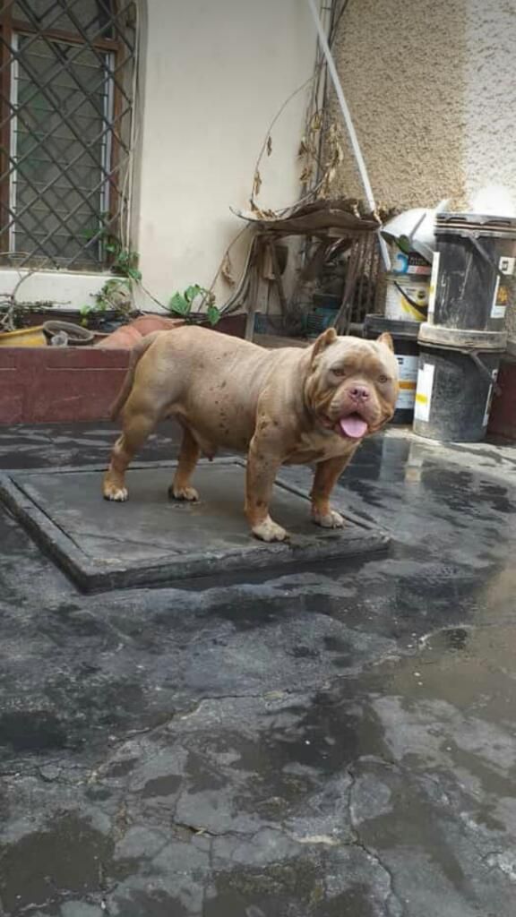 American Bully