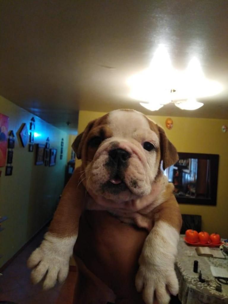 BULLDOG INGLES CACHORRITOS