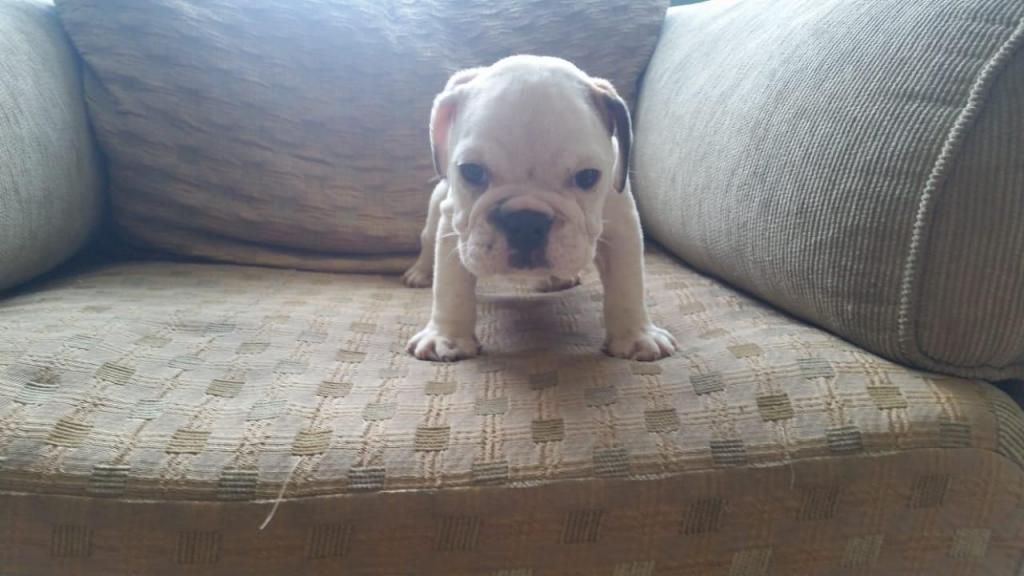 BULLDOG INGLES OFERTA