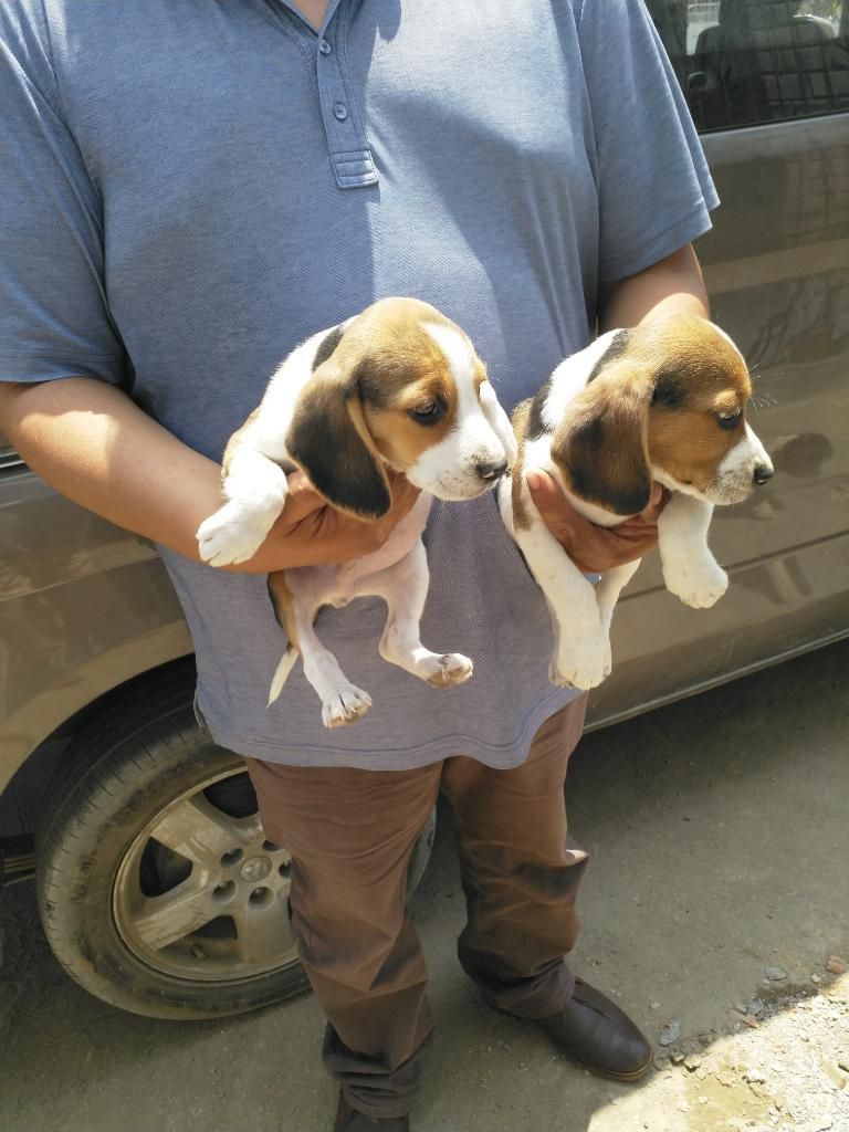 Beagles 