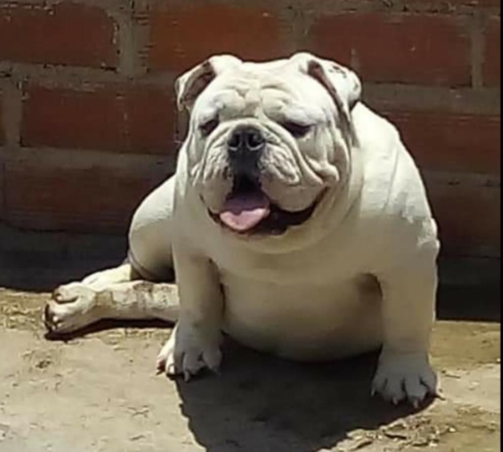 Bulldog Ingles