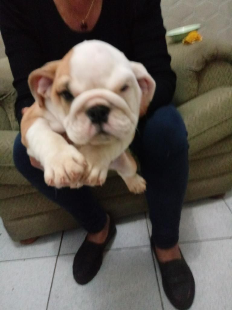 Cachorra Bulldog Imgles Disponible