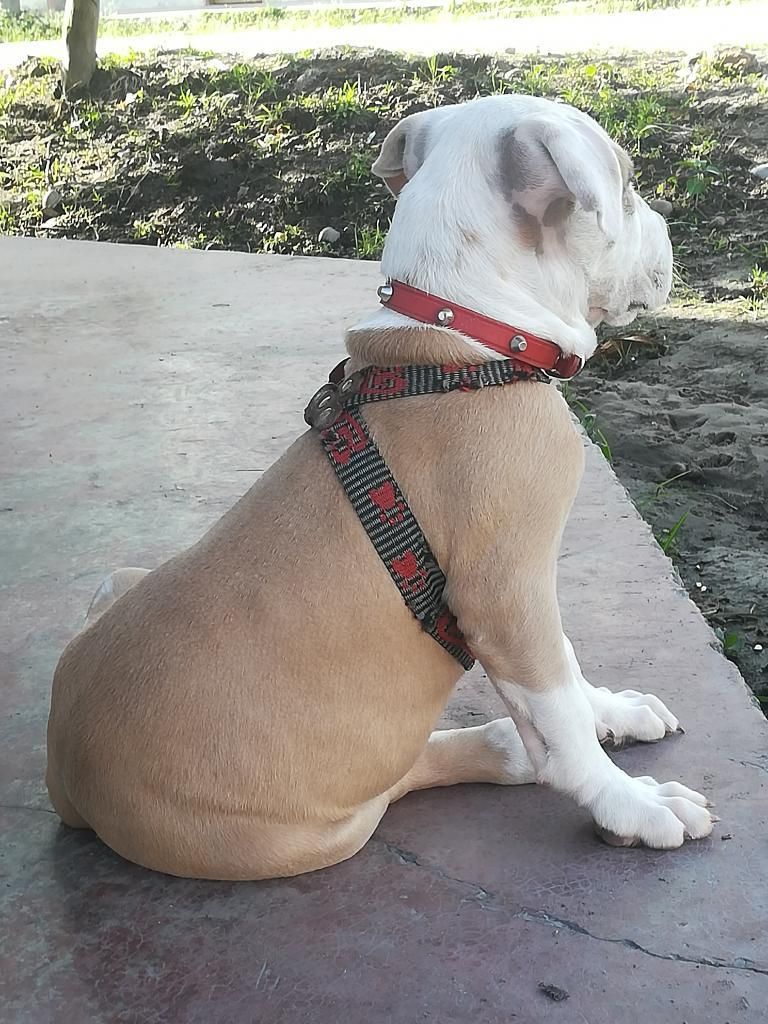 Cachorro Fusión Bully 3 Meses