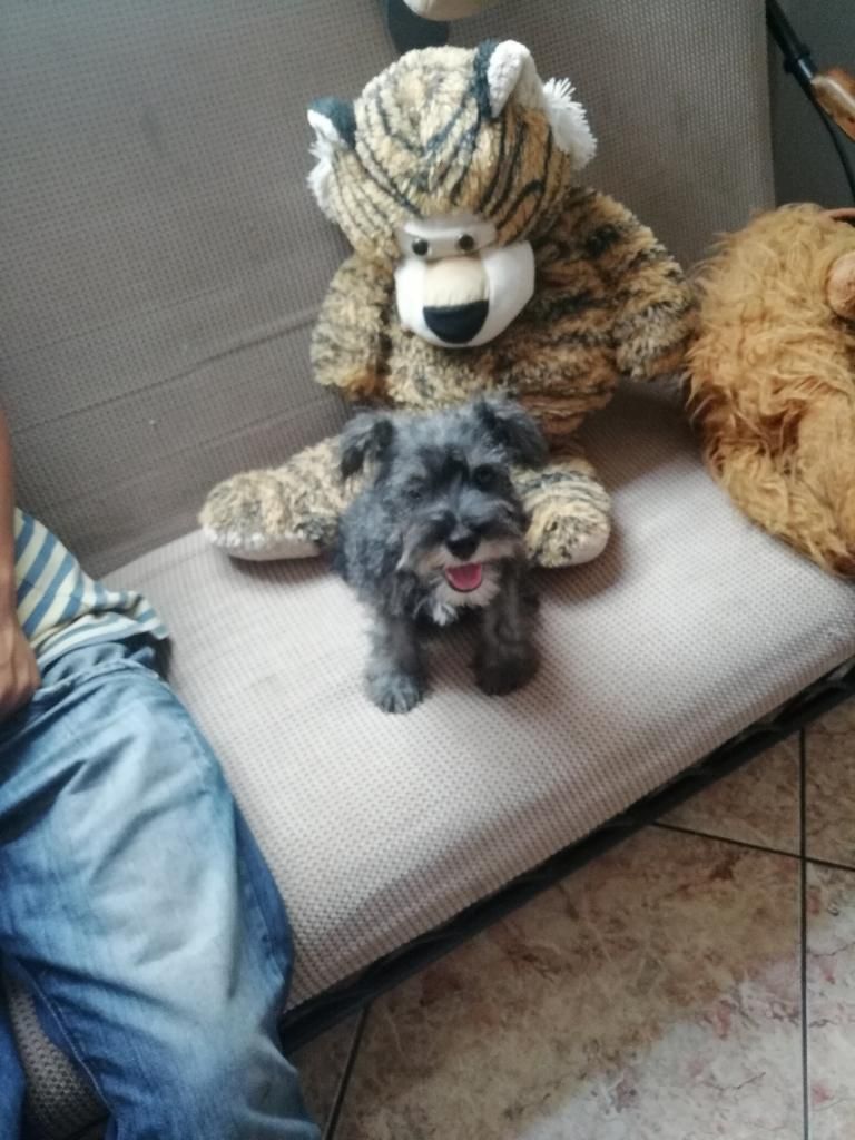 Cachorro (hembra) Schnauzer de 2 Meses