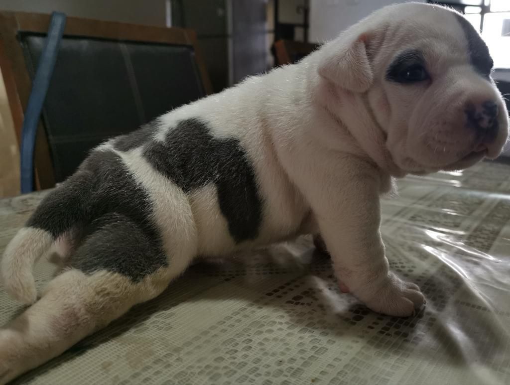 Cachorros american bully 🥇 | Posot Class