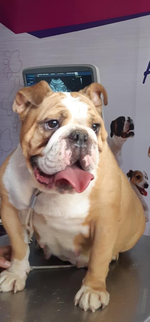 Cachorros Bulldog Ingles en Chiclayo