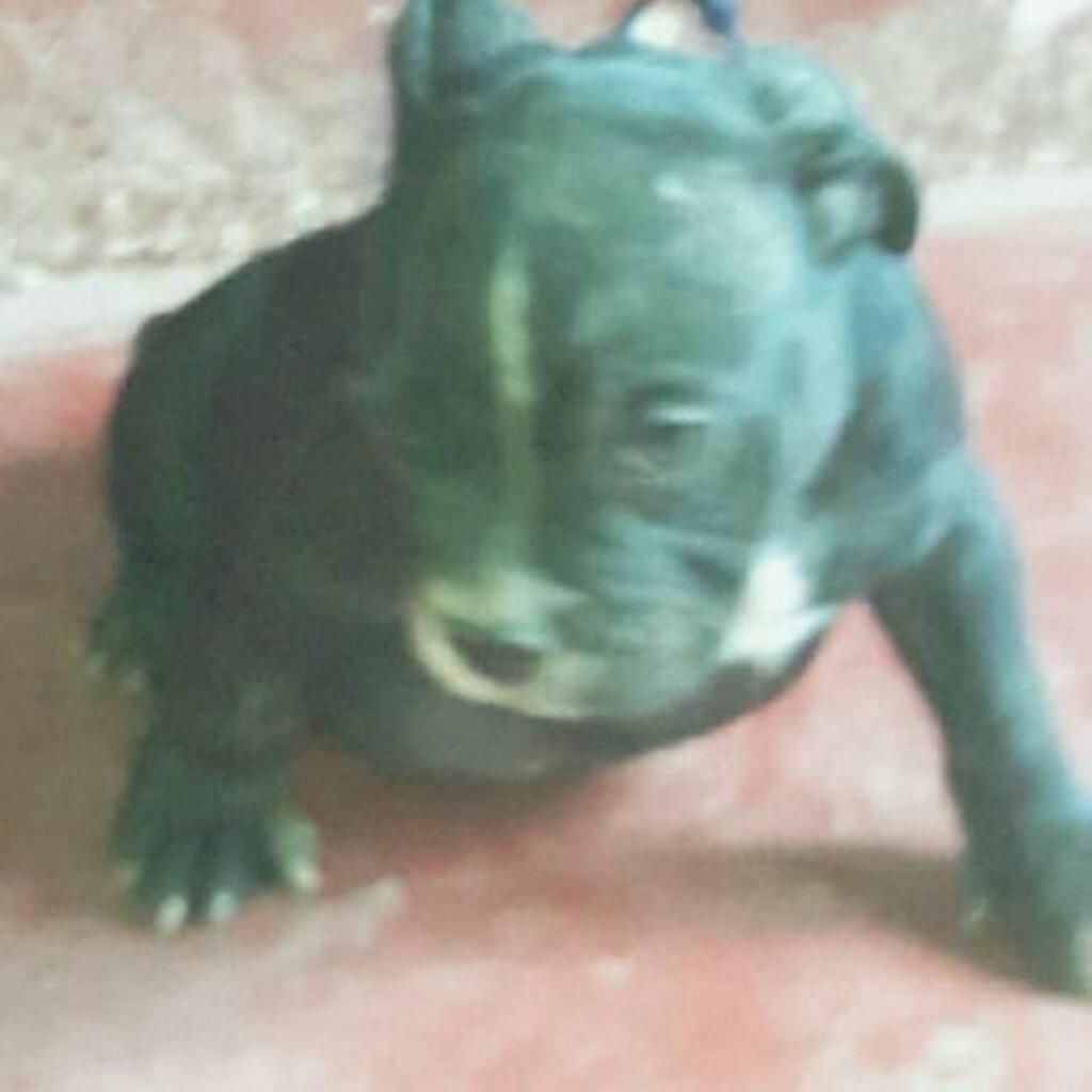 Cachorros Fusion Bully