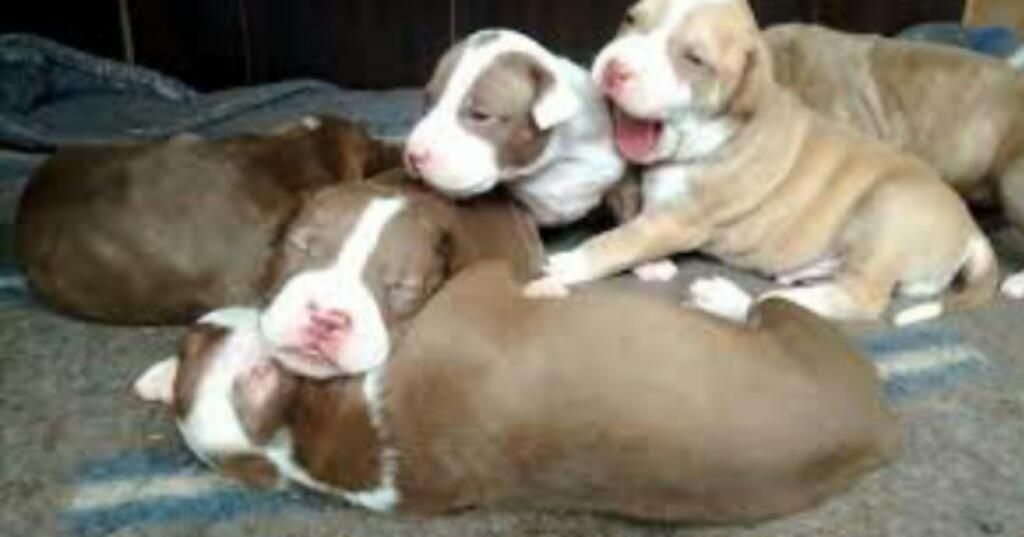 Cachorros Pitbull Lindoos