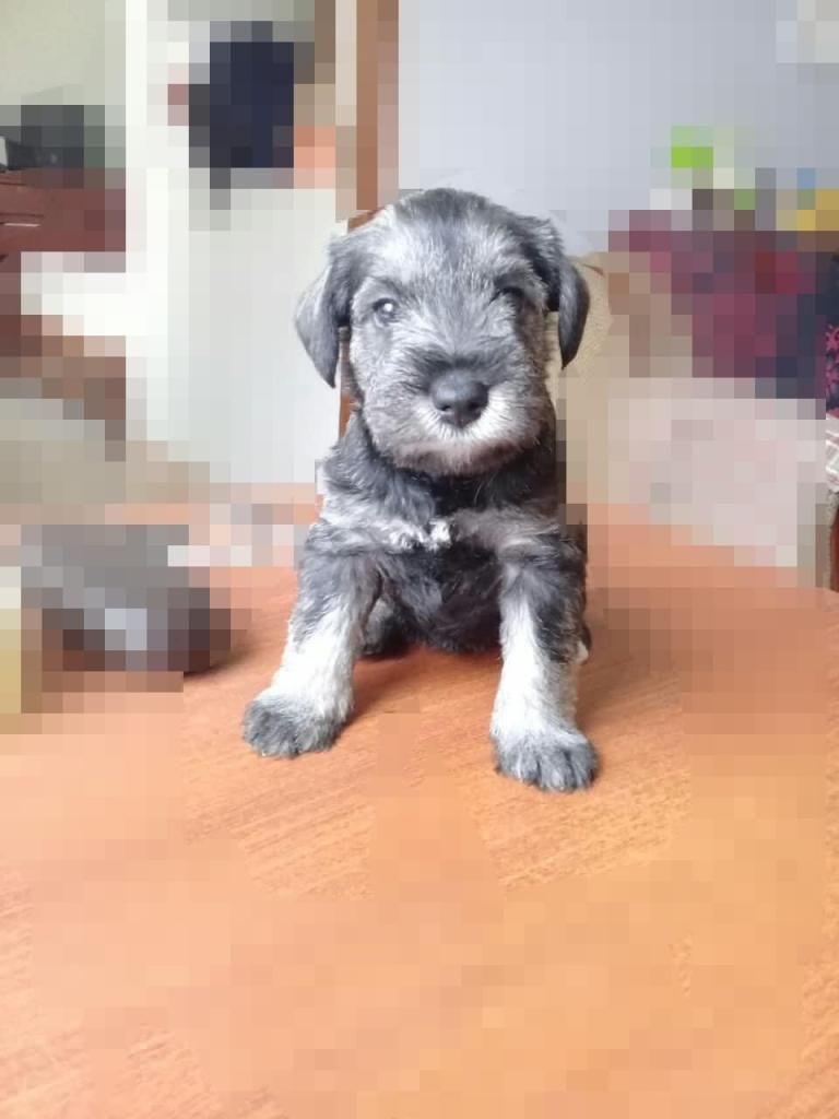 Cachorros Schnauzer sal y pimienta