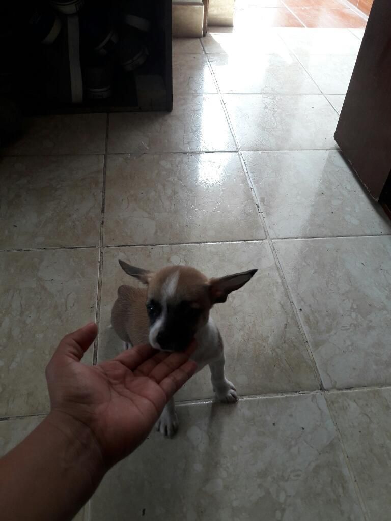 Chihuahua Macho de 3 Meses