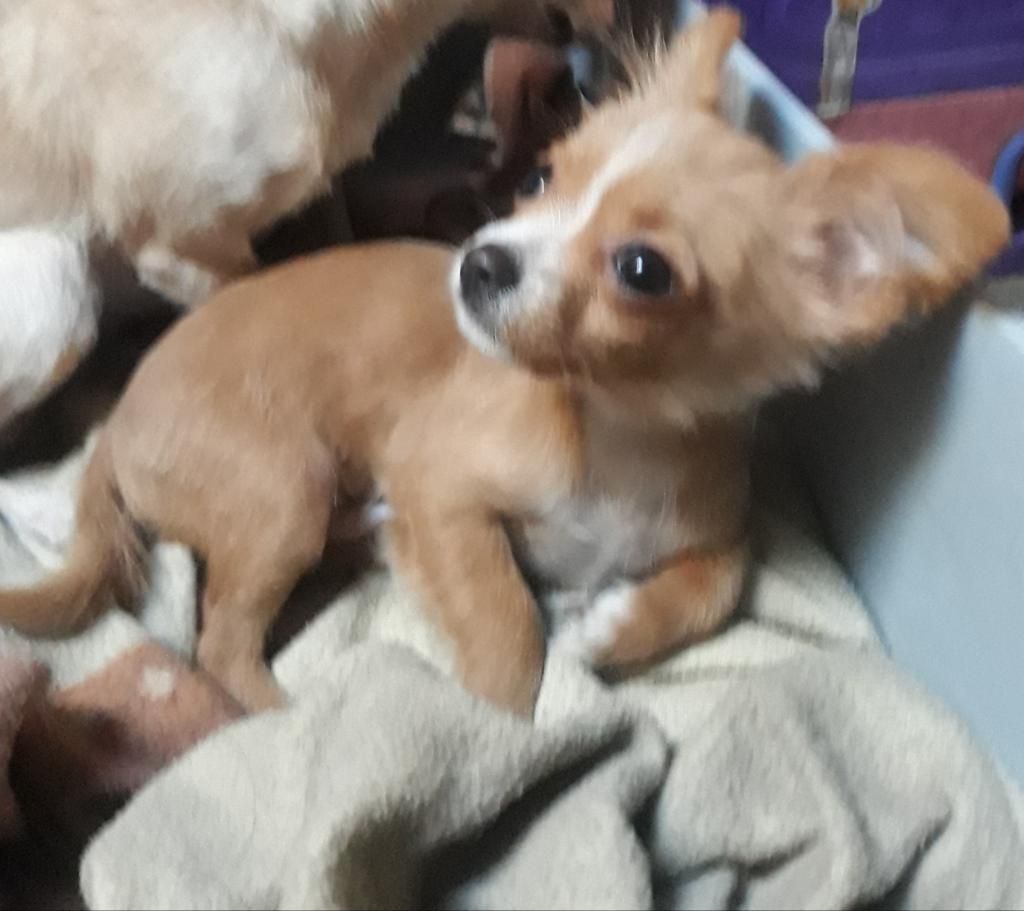 Chihuahua Mini Toy Macho Pelo Largo