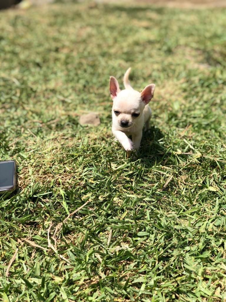 Chihuahua mini toy