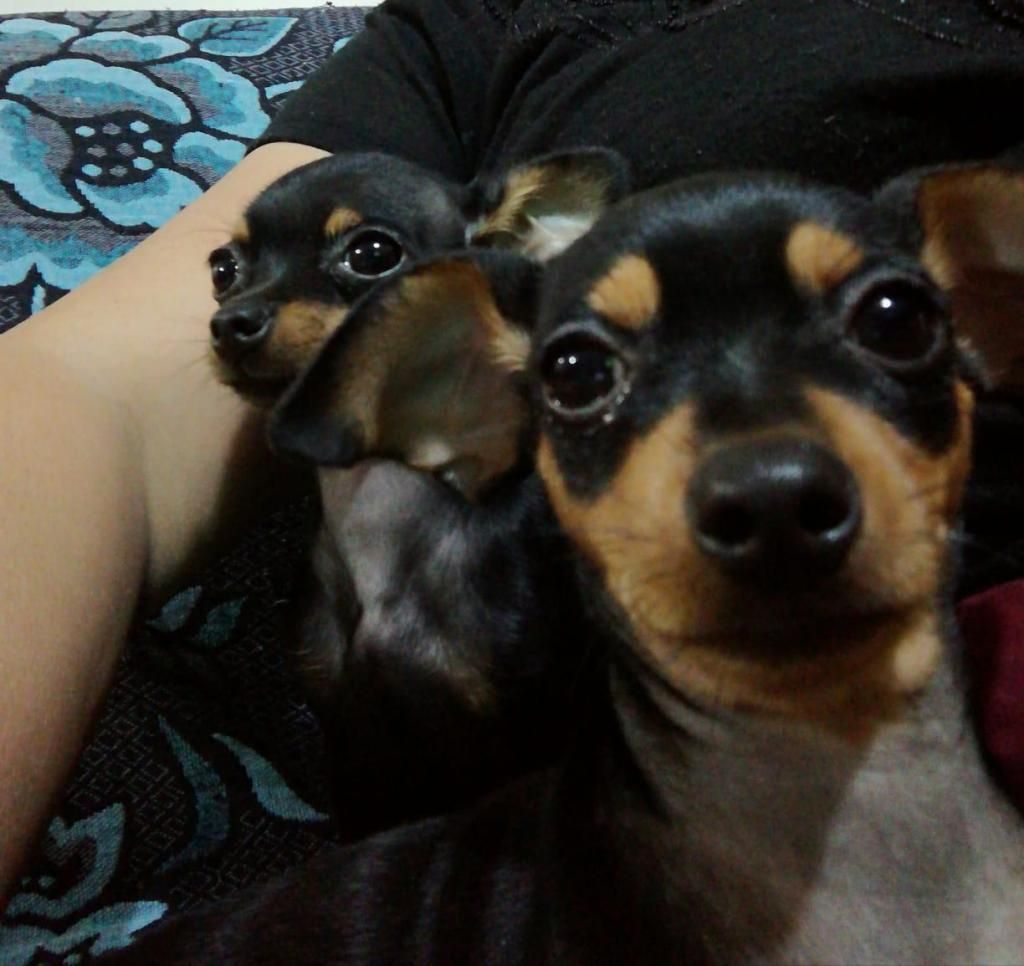 Chihuahuas