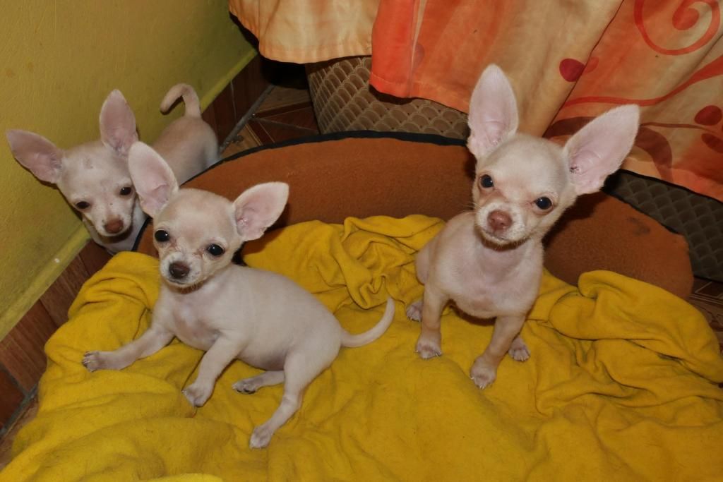 Chihuahuas Toys