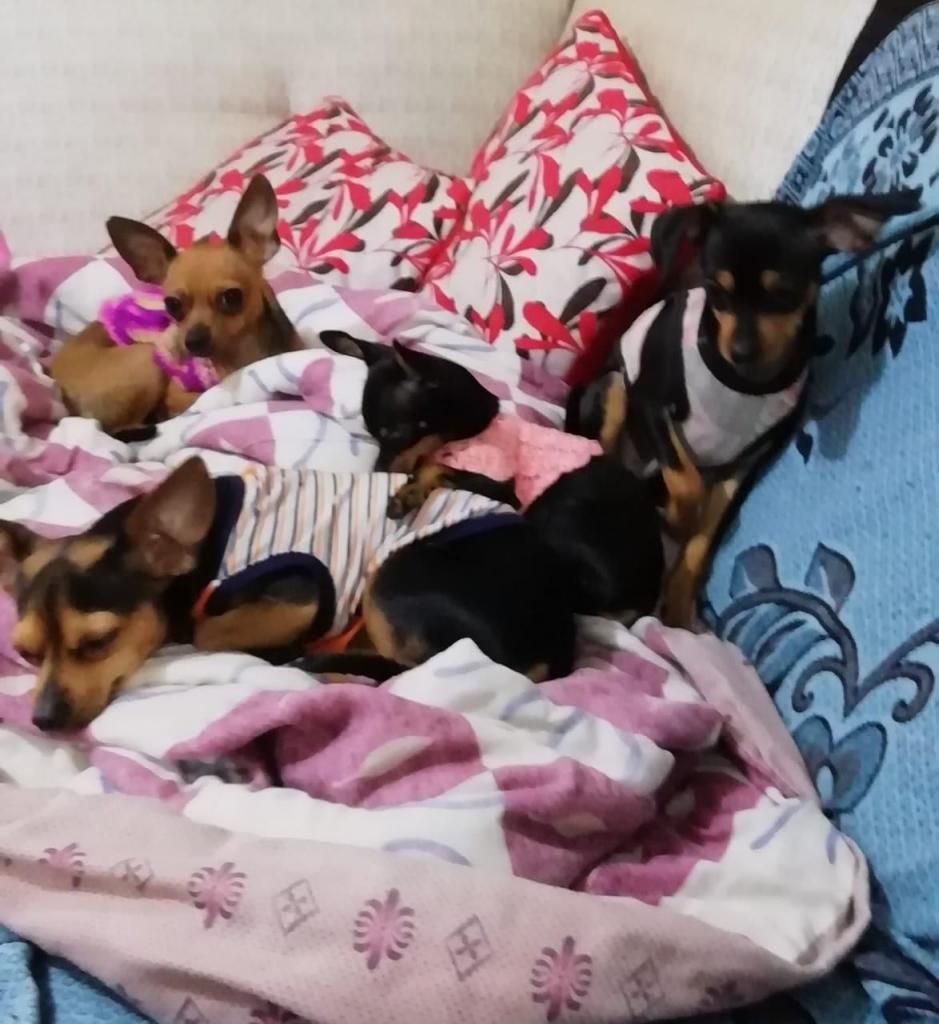 Chihuahuas de 3 meses