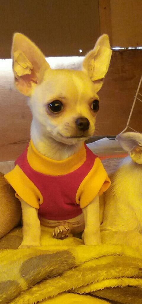 Disponible Chihuahua Mini Toy de 2 Meses