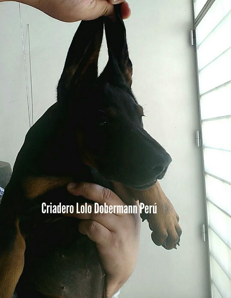 Doberman Hembra Europea