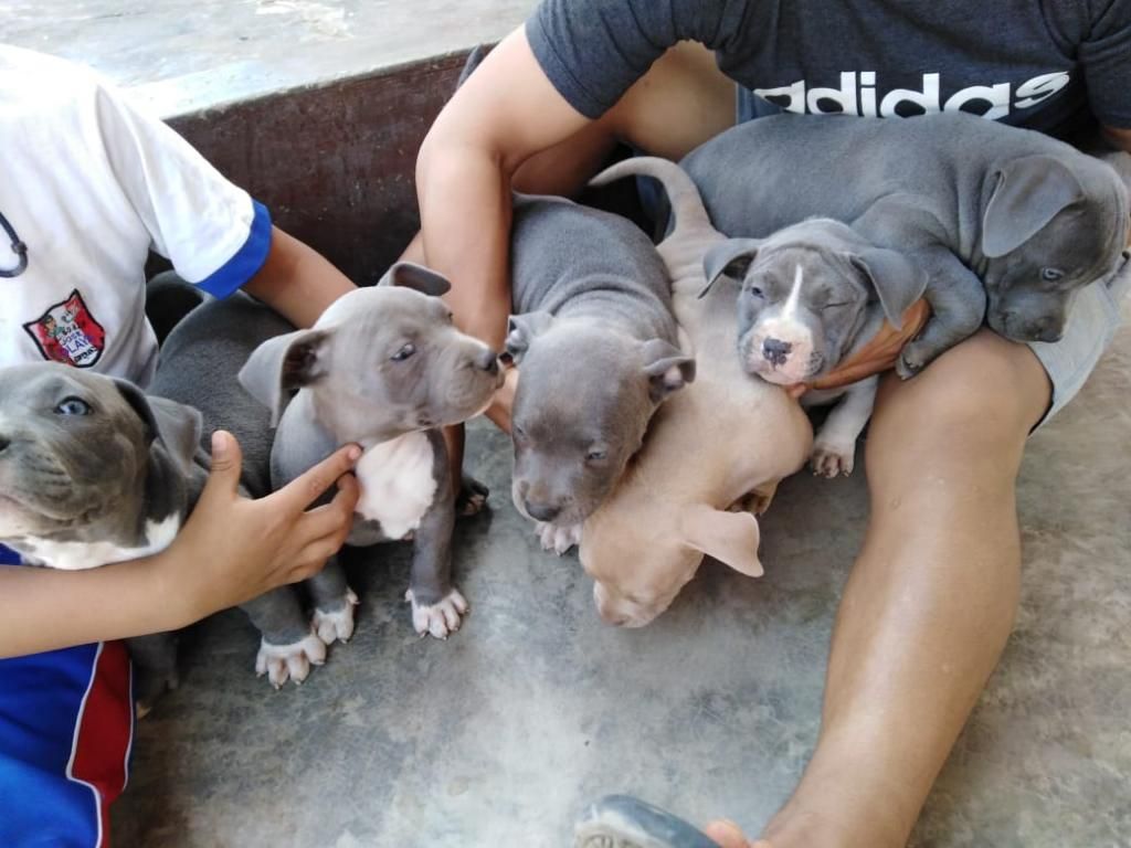 Fusión American Bully