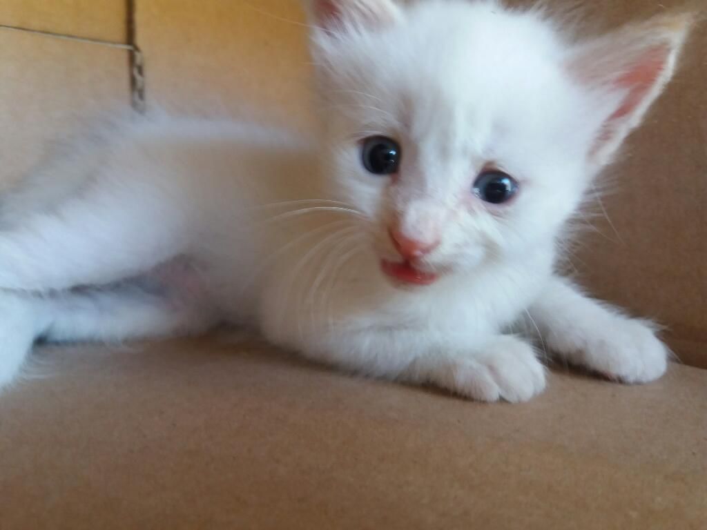 Gato Angora Blanco