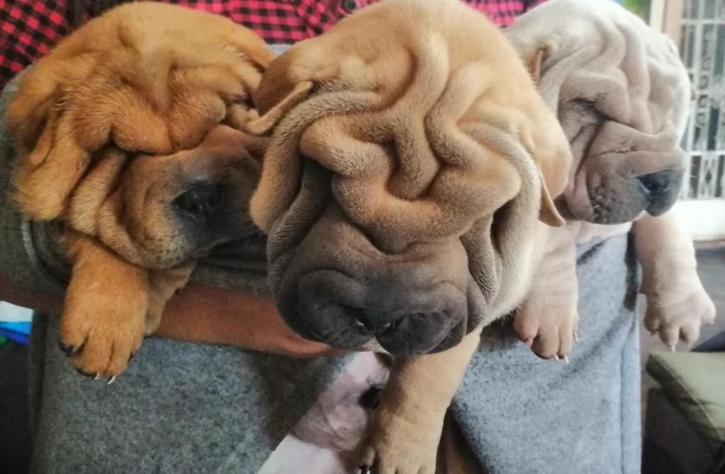 Hermosos Sharpei tiene dos mesesitos