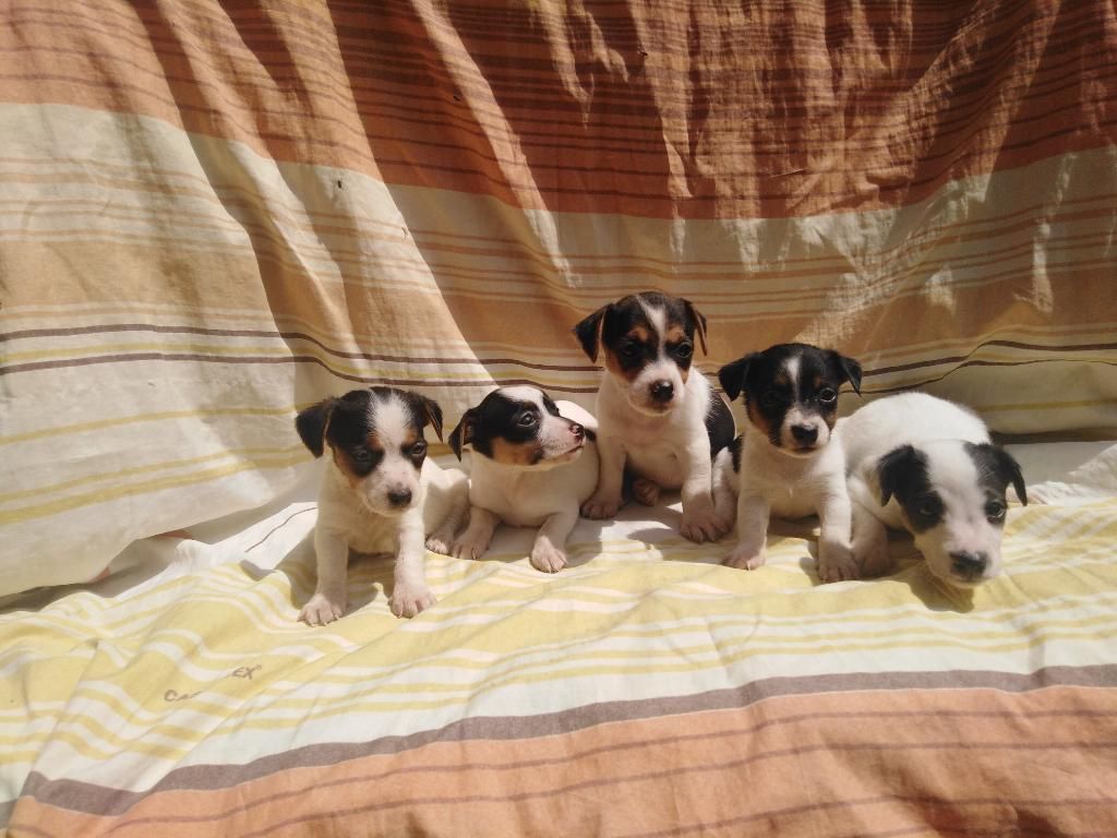 Lindos Jack Russell Tricolor