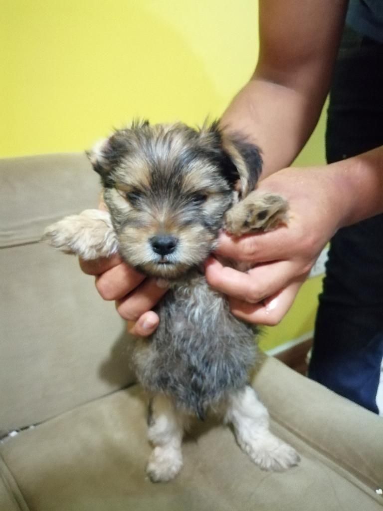 Pequinés Cruce con Yorkie