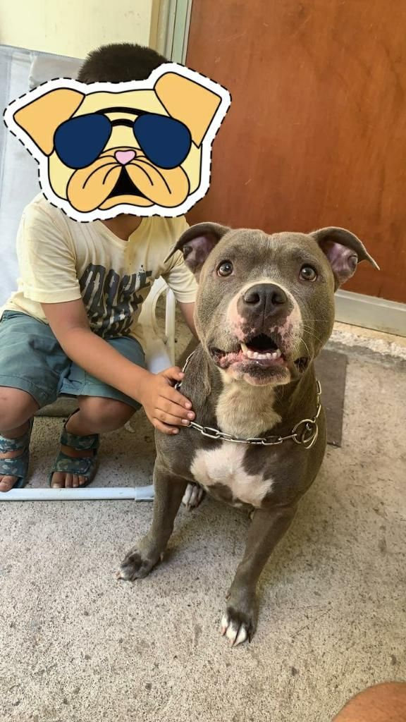 Pitbull Blue Nose Raza Pura