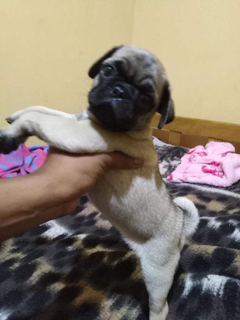 Pug Carlino