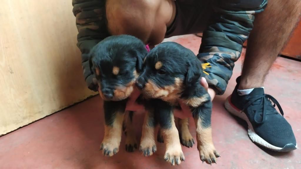 ROTTWEILER HEMBRAS