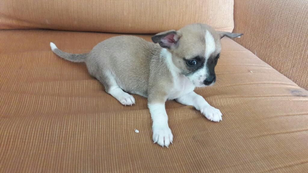 Remato Chihuahua Macho