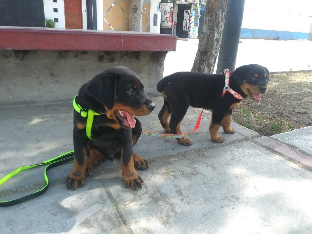 Rottweiler