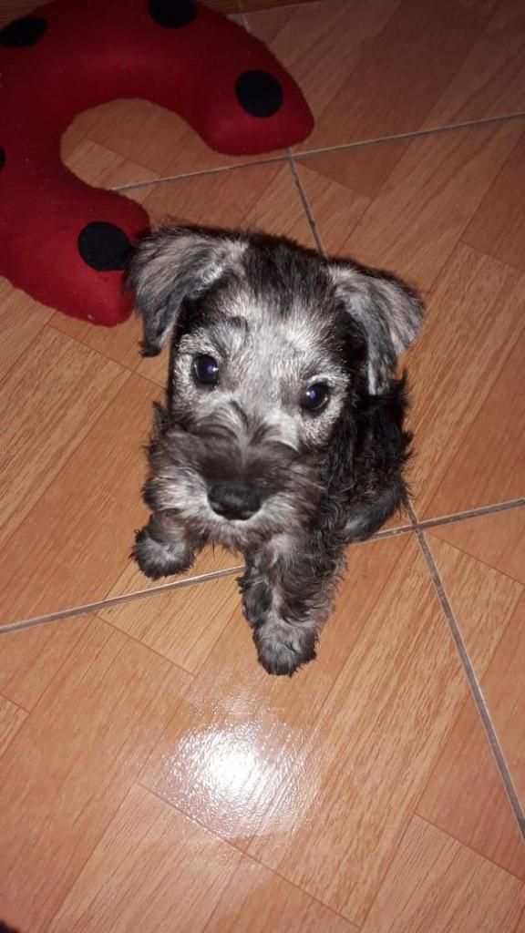 SCHNAUZER CACHORRA HEMBRA EN VENTA