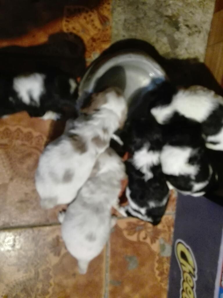 Se Vende Perritos Cocker Spaniel Ingles