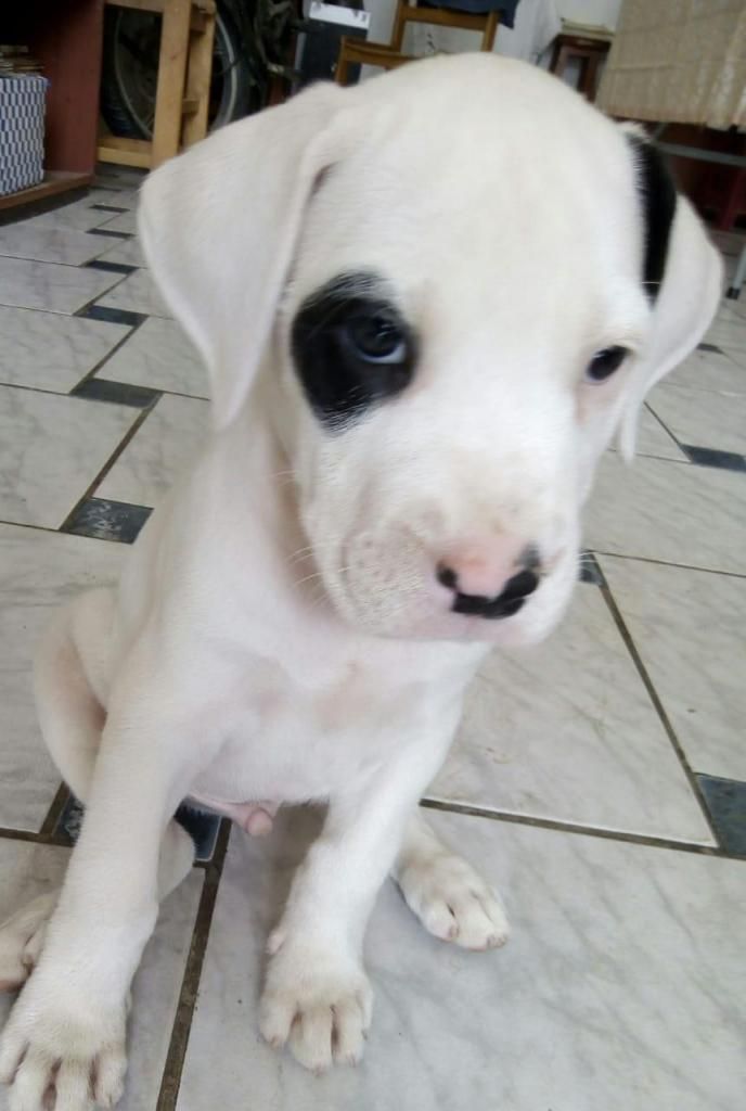 Se vende Lindo Cachorro Raza Dogo Argentino