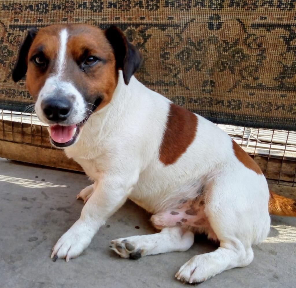 Servicio de Monta Jack Russell Terrier