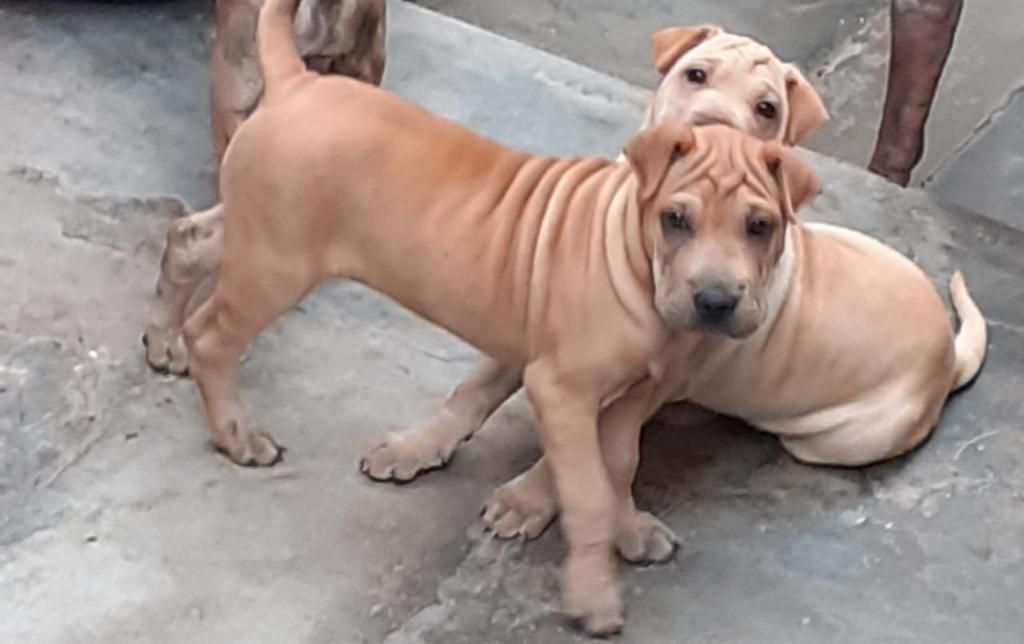 Sharpei Cachorro