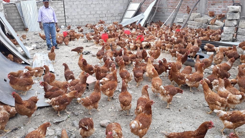 Vendo 800 Gallinas Ponedoras