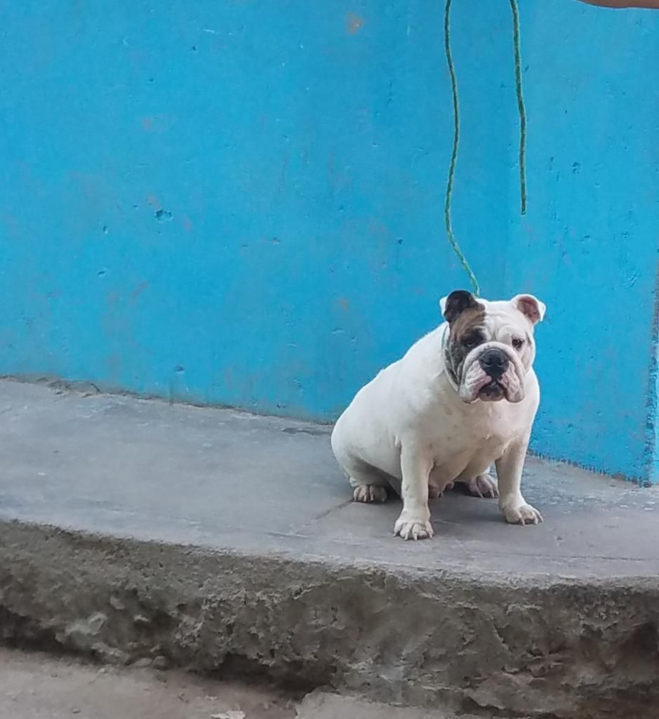 Vendo Bulldog Hembrita